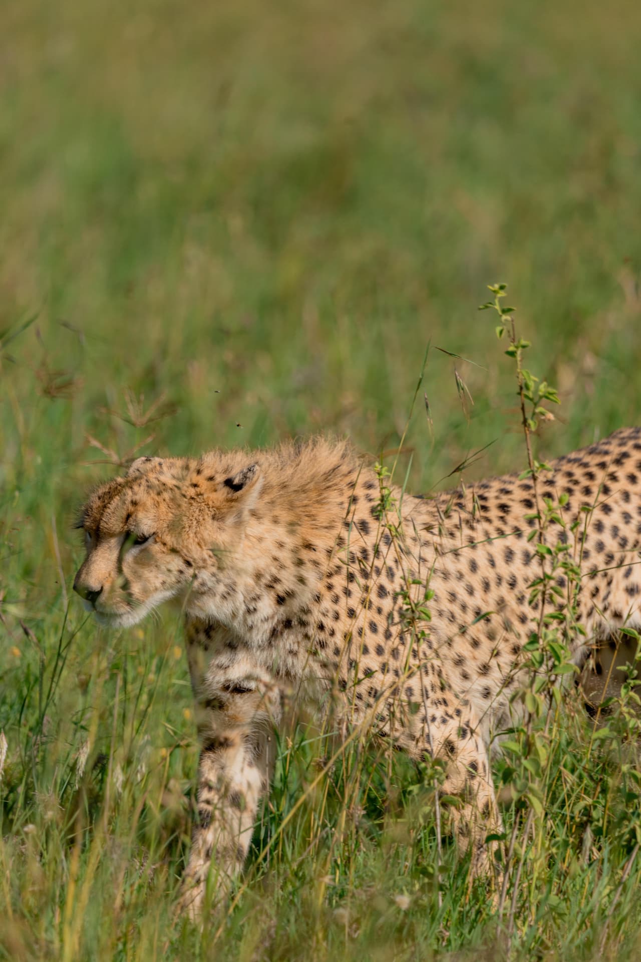 Wildlife photograph from a Tanzania safari departure