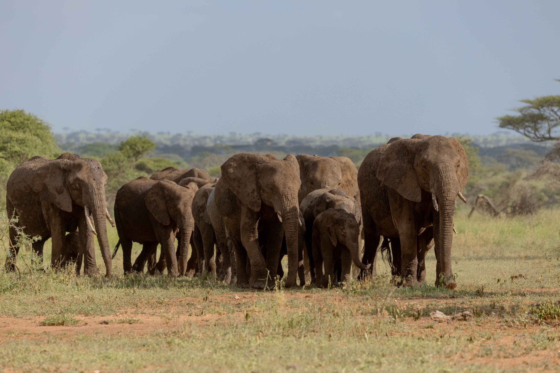 Ndutu & The Crater