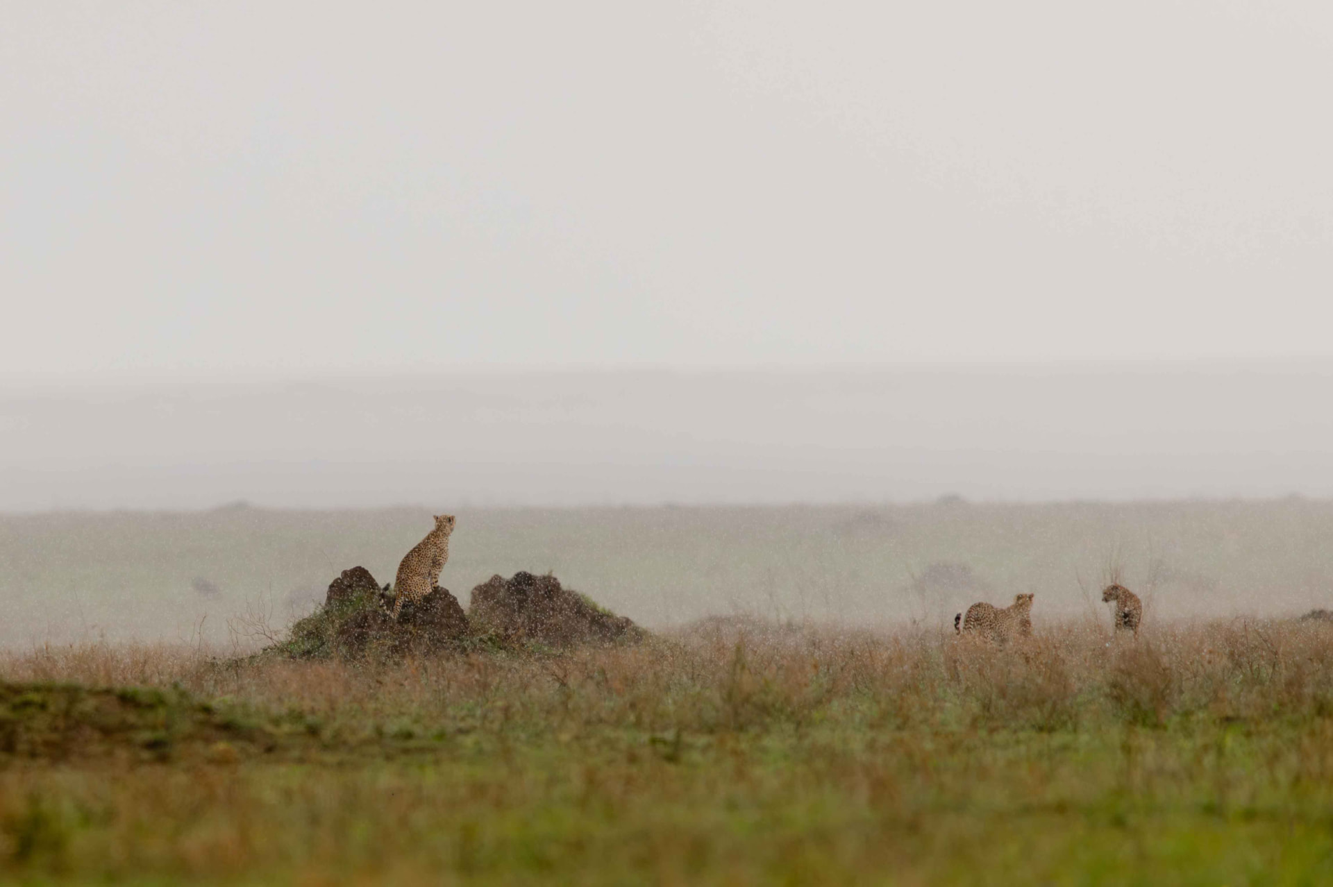 Cats, Calves & Crater