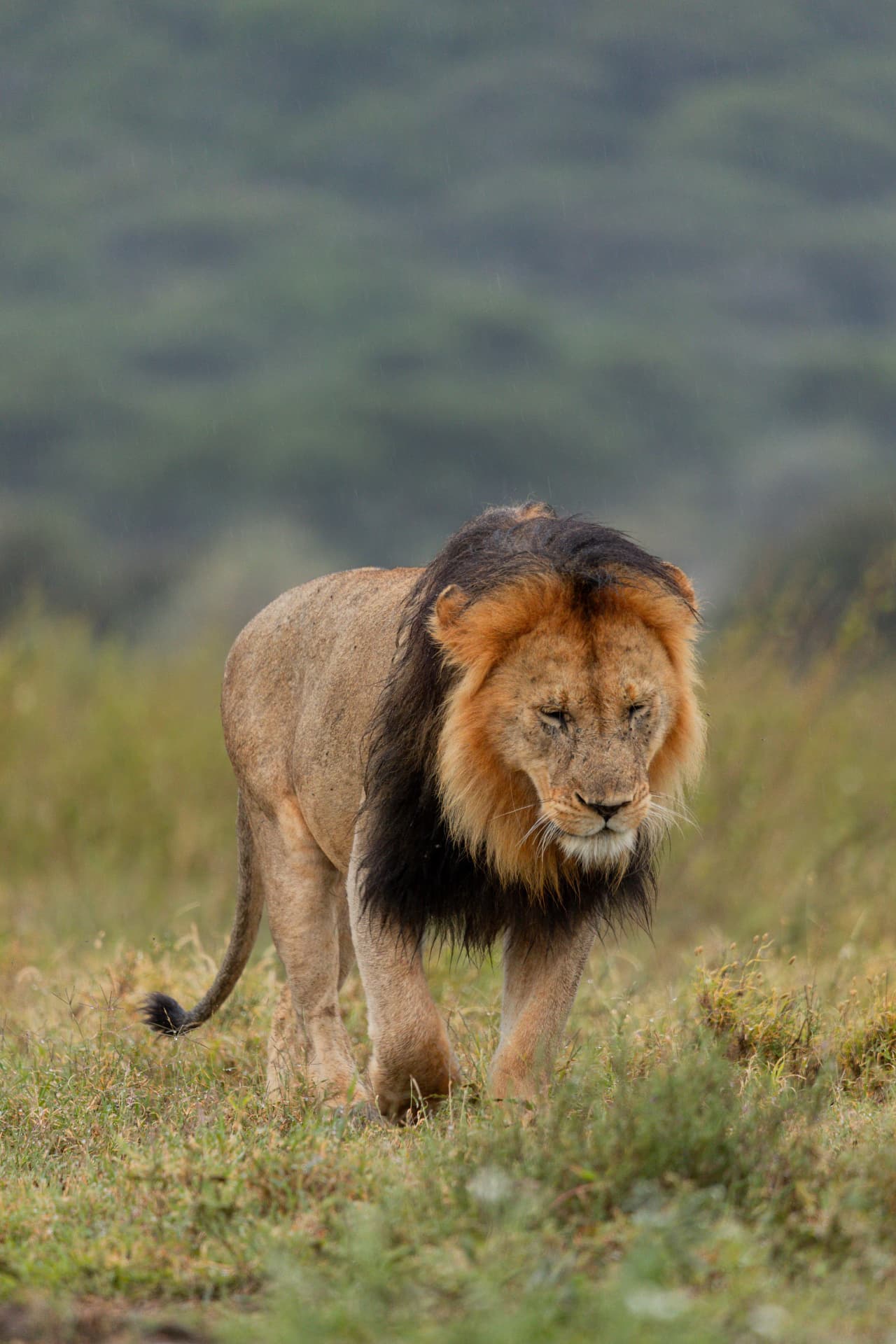 8-Day Big 5 & Hadzabe Cultural Safari