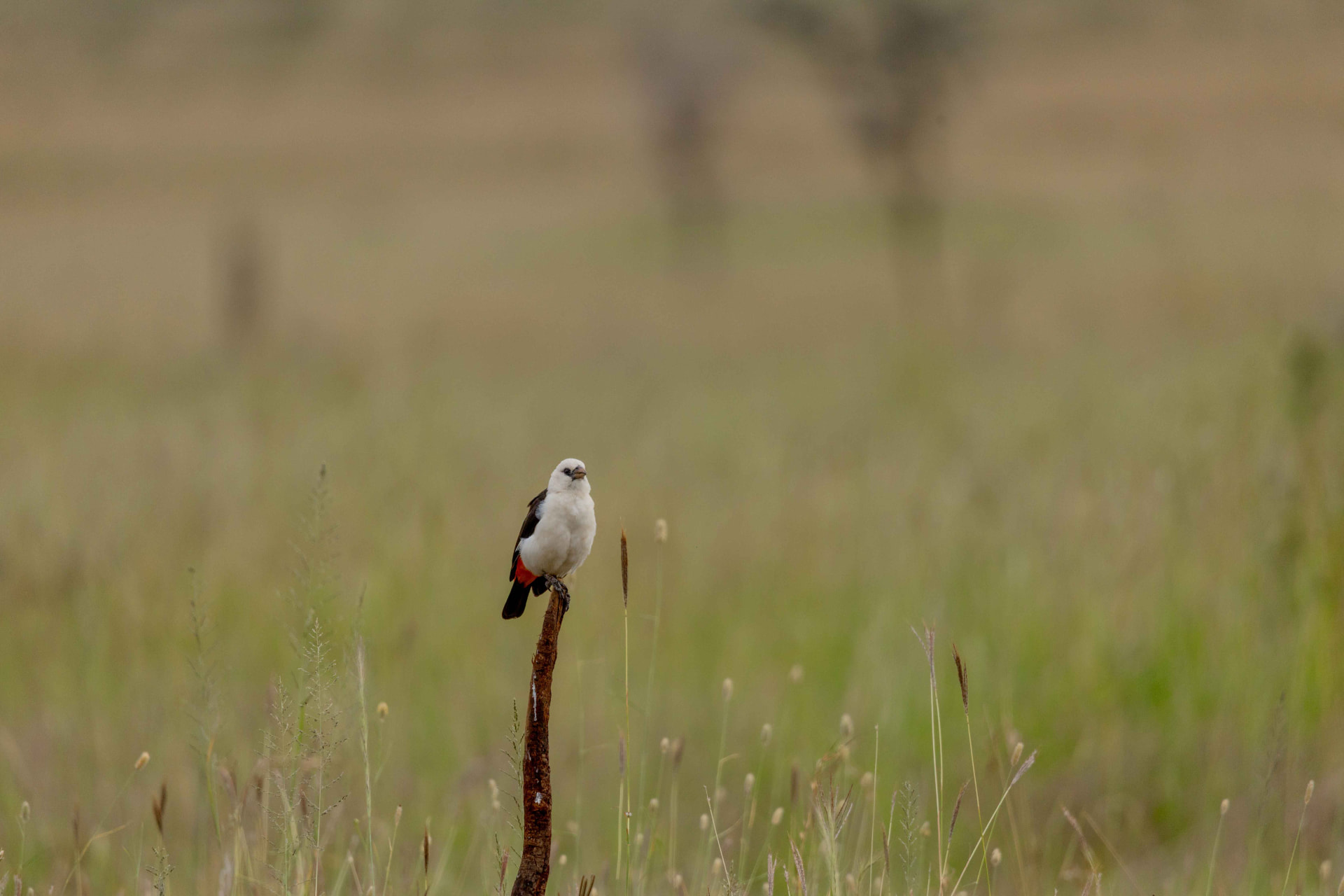 8-Day Southern Tanzania Wilderness Safari