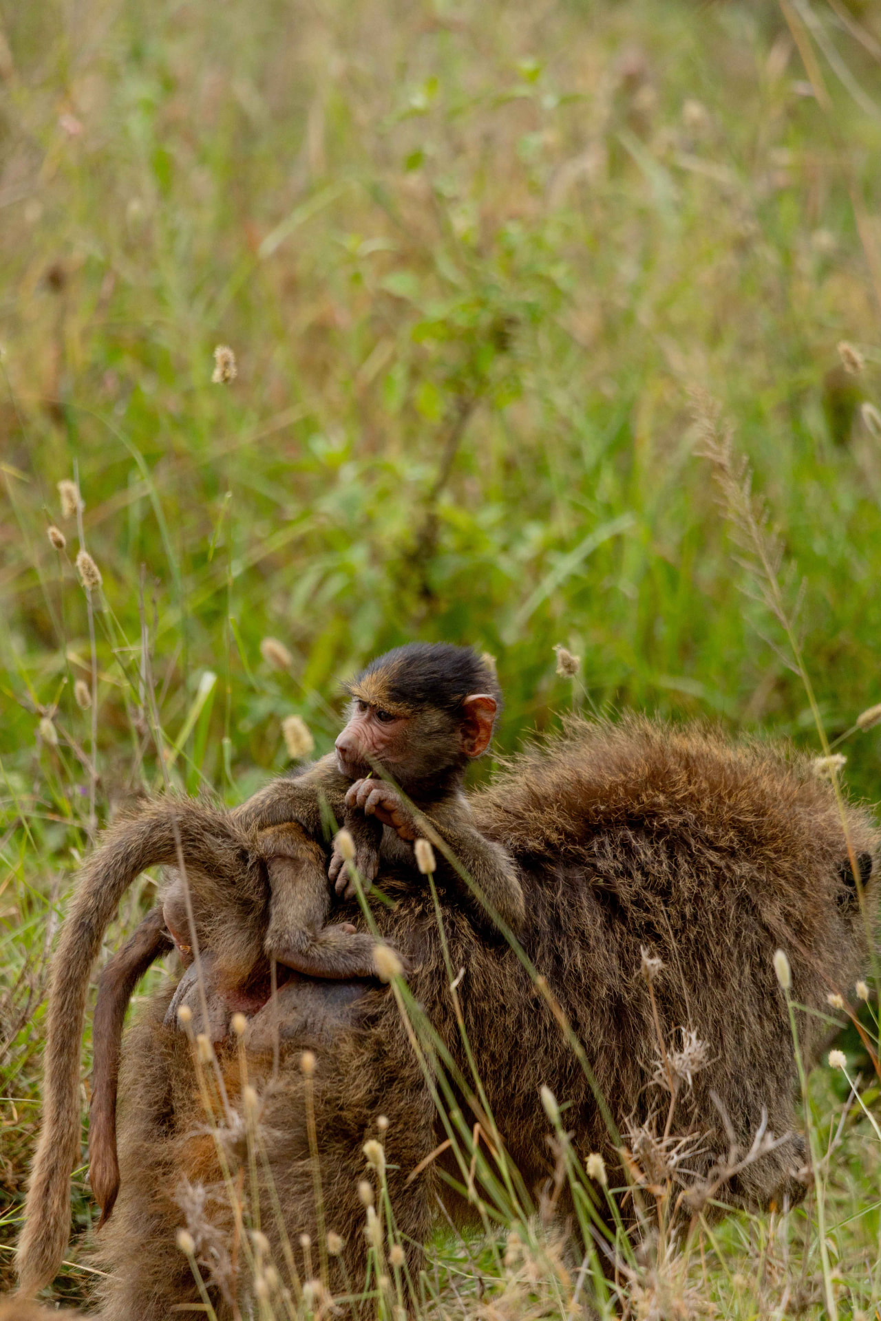 8-Day Big 5 & Hadzabe Cultural Safari safari photography 4