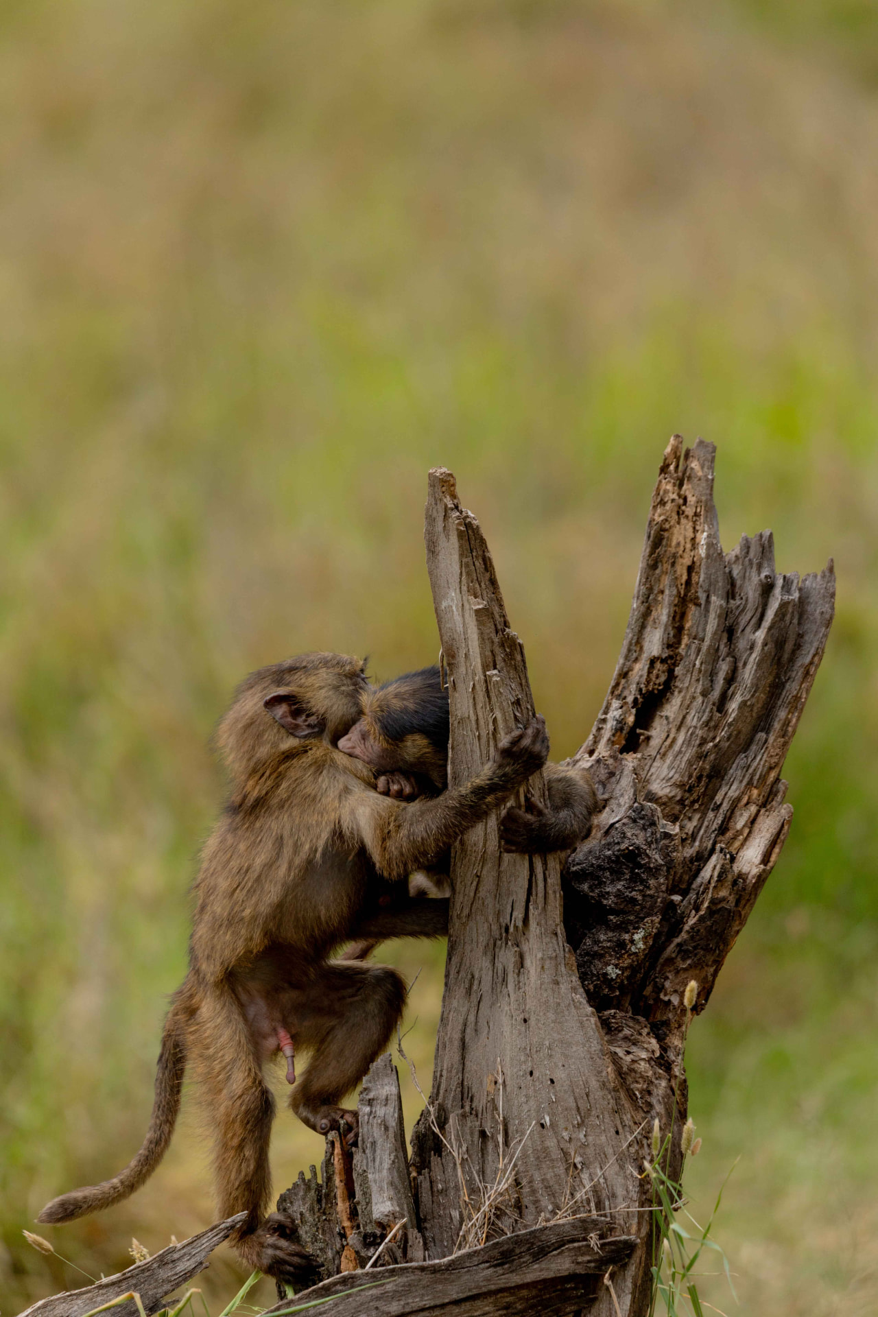Wildlife photograph from a Tanzania safari departure