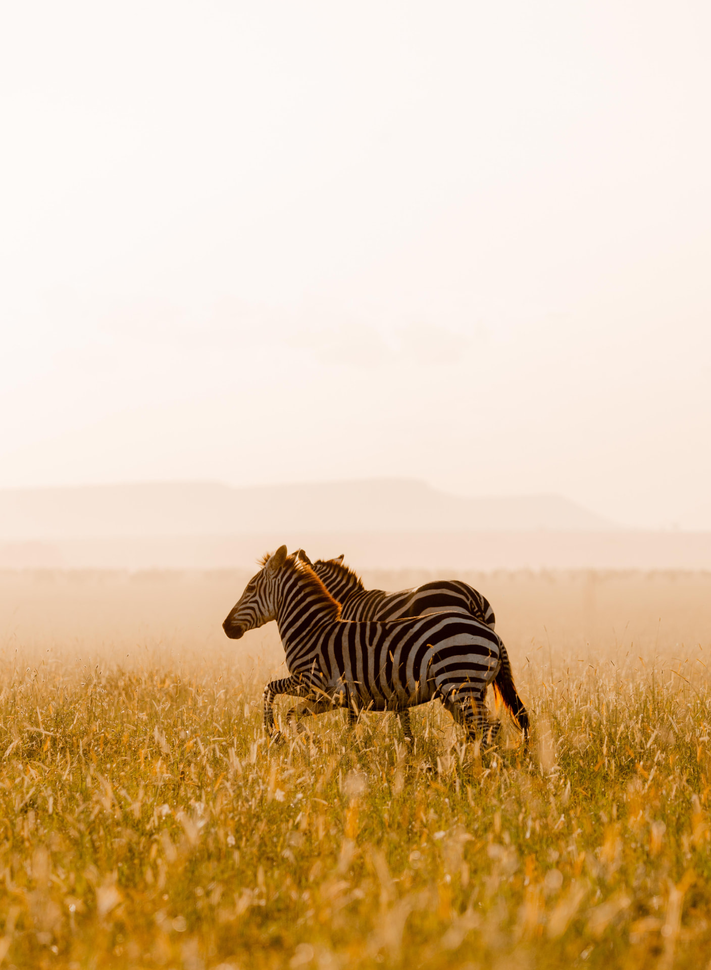 7-Day Tanzania Safari
