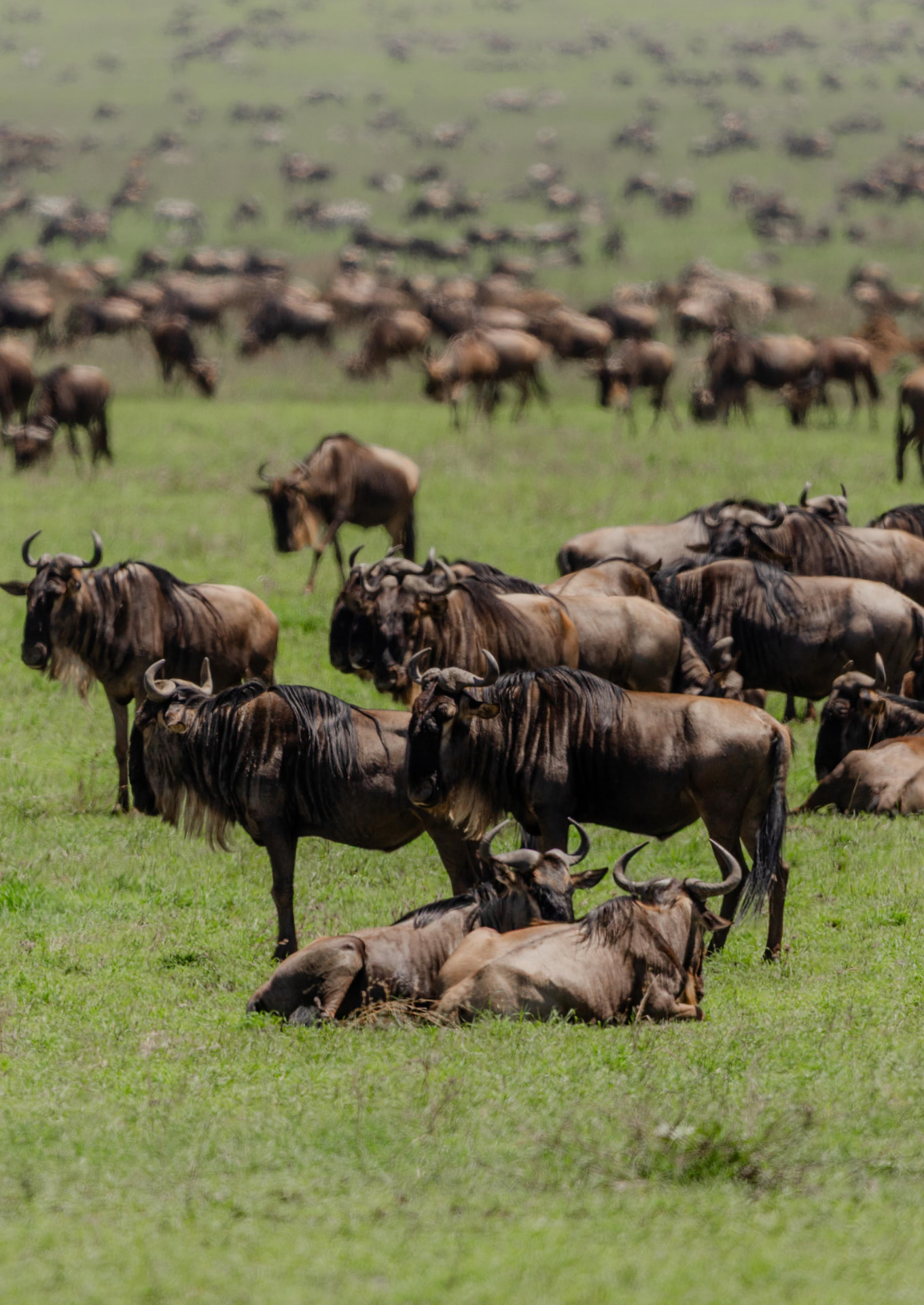 5-Day Tanzania Northern Circuit Safari