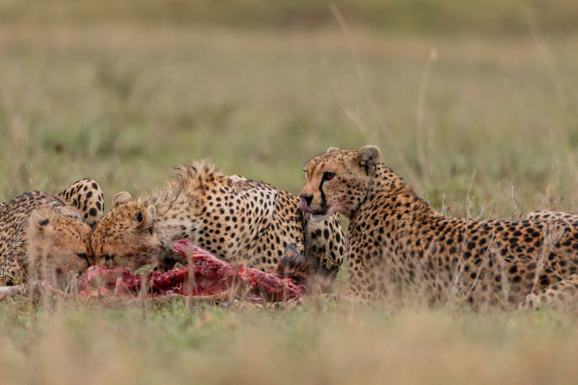 8-Day Big 5 & Hadzabe Cultural Safari safari photography 1