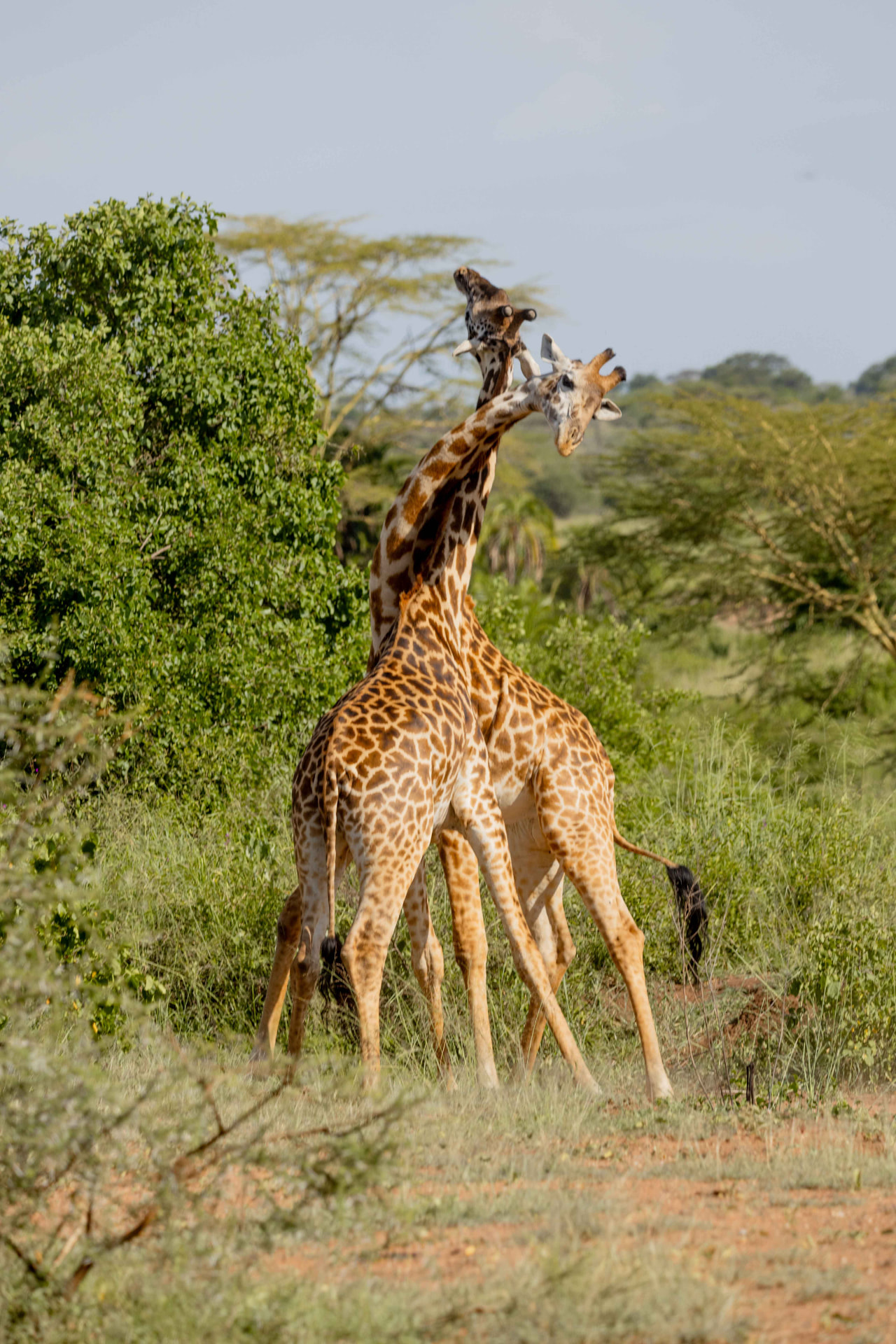 Premium 7-Day Big Cats Safari