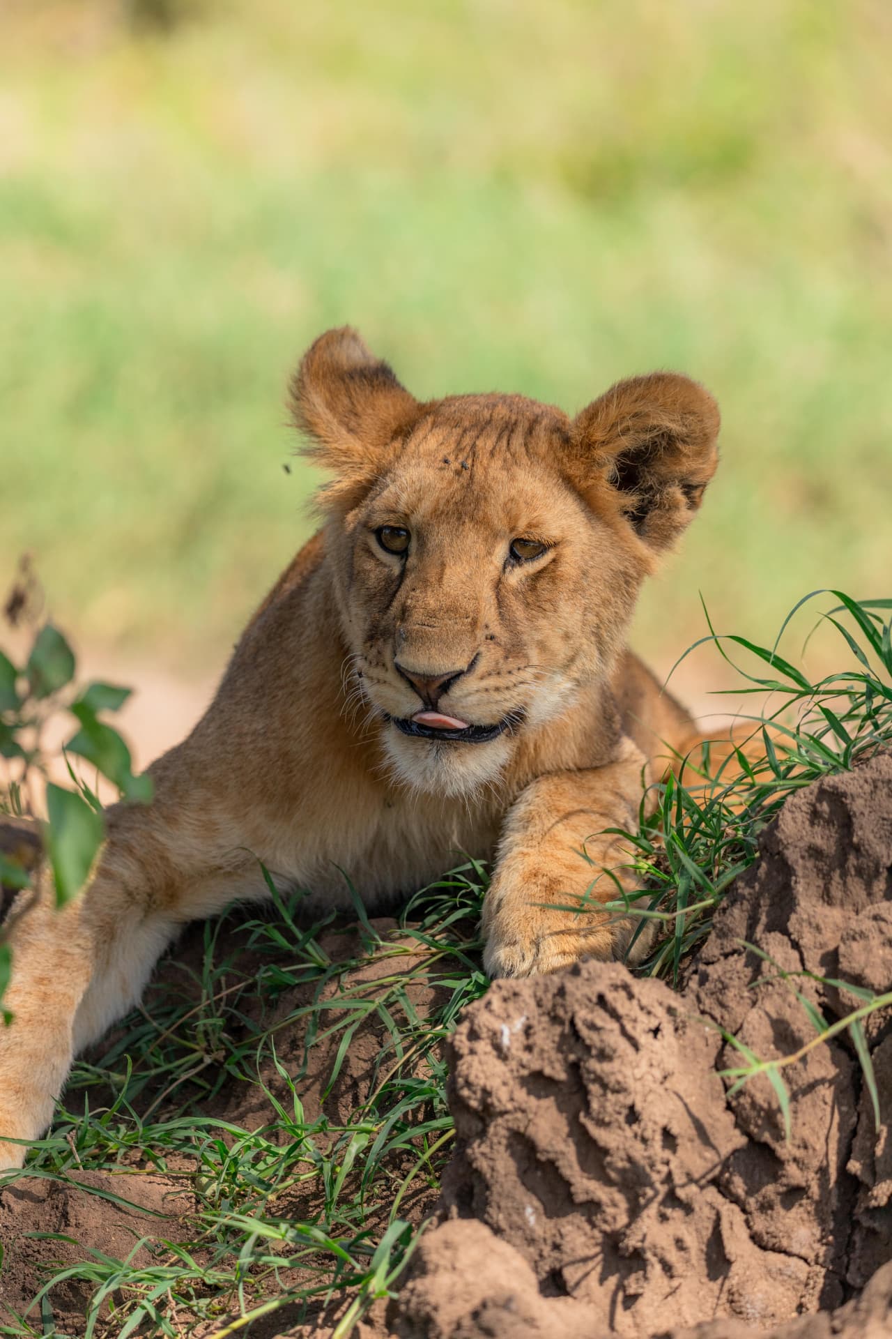 Wildlife photograph from a Tanzania safari departure