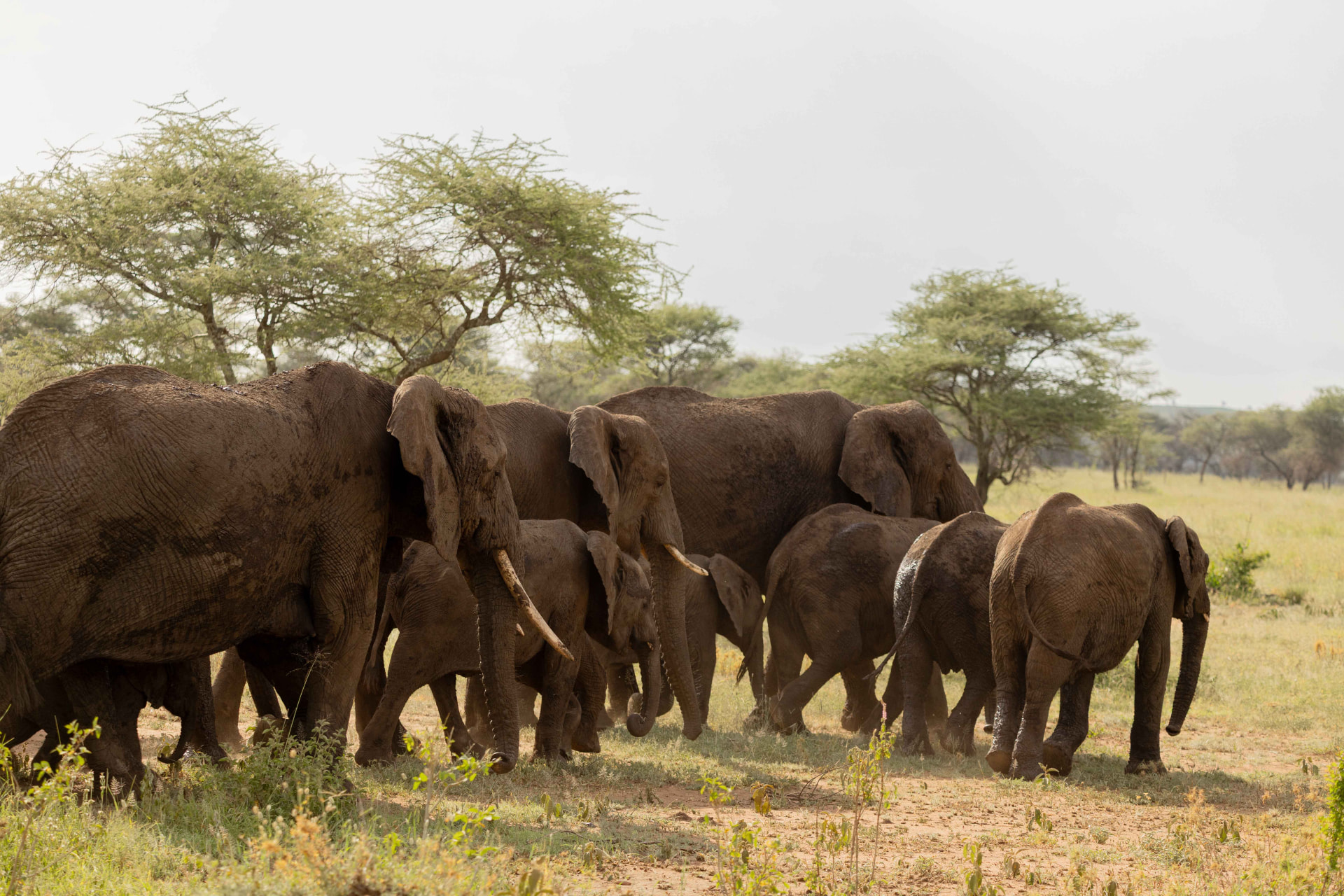 10-Day Southern Tanzania Luxury Wilderness & Chimpanzee Safari